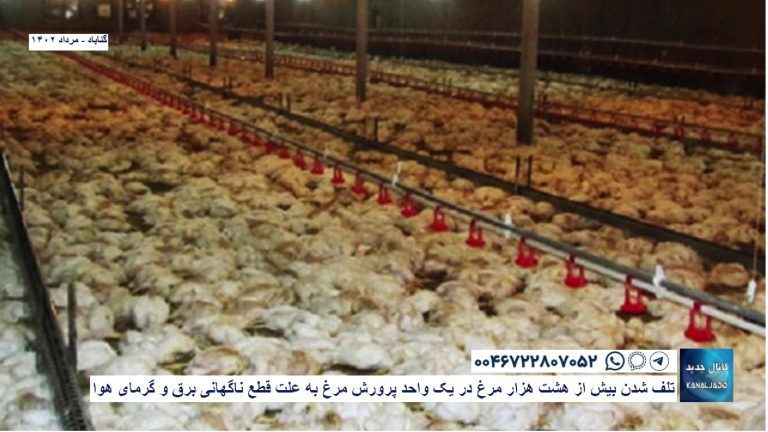 تلف شدن بیش از هشت هزار مرغ در یک واحد پرورش مرغ به علت قطع ناگهانی برق و گرمای هوا