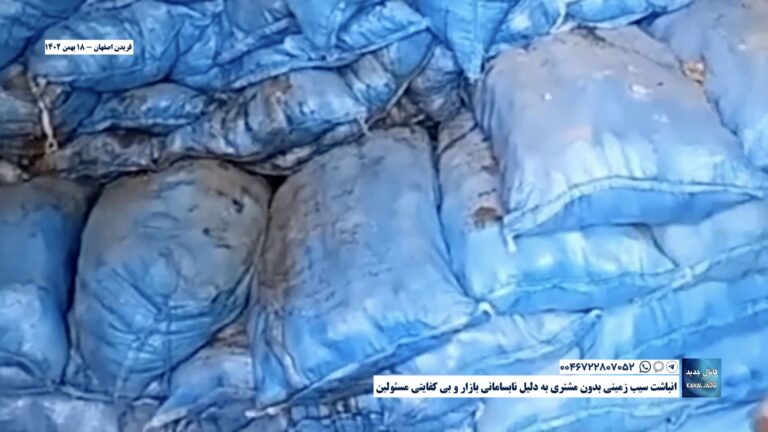 فریدن اصفهان – انباشت سیب زمینی بدون مشتری به دلیل نابسامانی بازار و بی کفایتی مسئولین