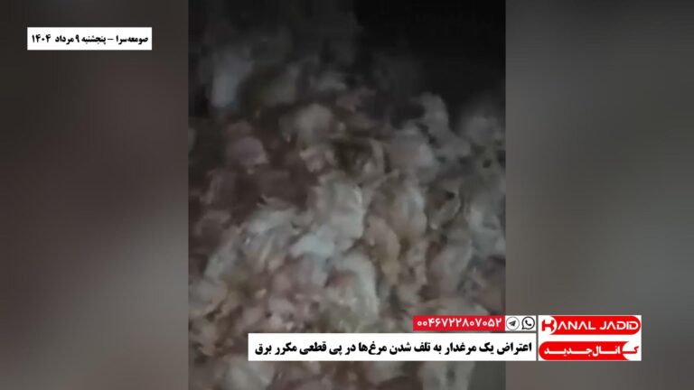صومعه‌سرا – اعتراض یک مرغدار به تلف شدن مرغ‌ها در پی قطعی مکرر برق