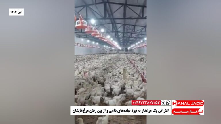 اعتراض یک مرغدار به نبود نهاده‌های دامی و از بین رفتن مرغ‌هایشان